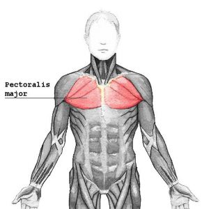 Pectoralis major